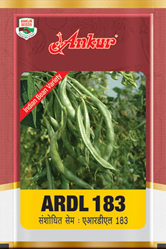 Beans ARDL 183 