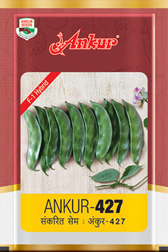 Hy Beans Ankur 427 