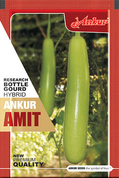 Hy Bottle Gourd Amit 