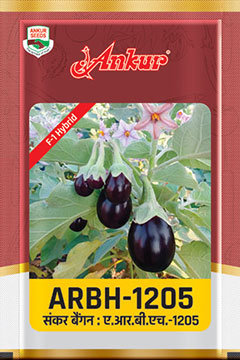 Hy Brinjal 1205 (2199) 