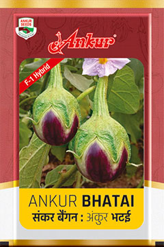 Hy Brinjal Ankur Bhatai 