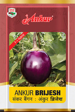 Hy Brinjal Brijesh (2930) 