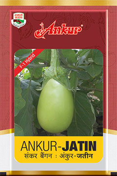 Hy Brinjal  Jatin 