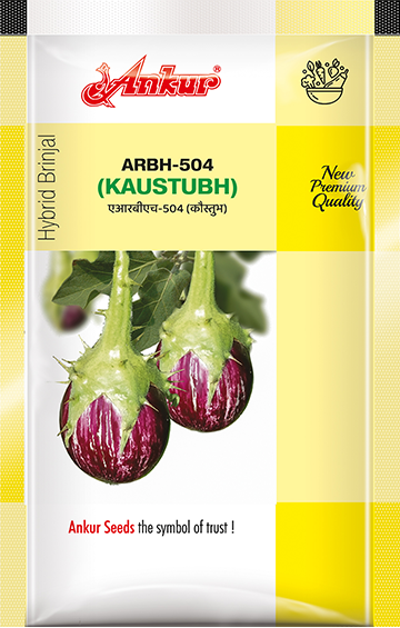 Hy Brinjal Kaustubh 