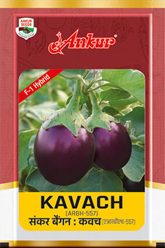 Hy Brinjal Kavach 