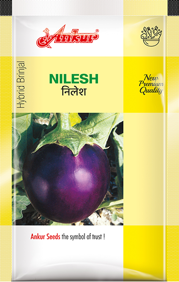 Hy Brinjal Nilesh 