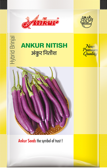 Hy Brinjal Nitish 