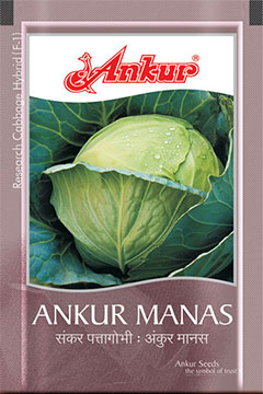 Hy Cabbage Manas 