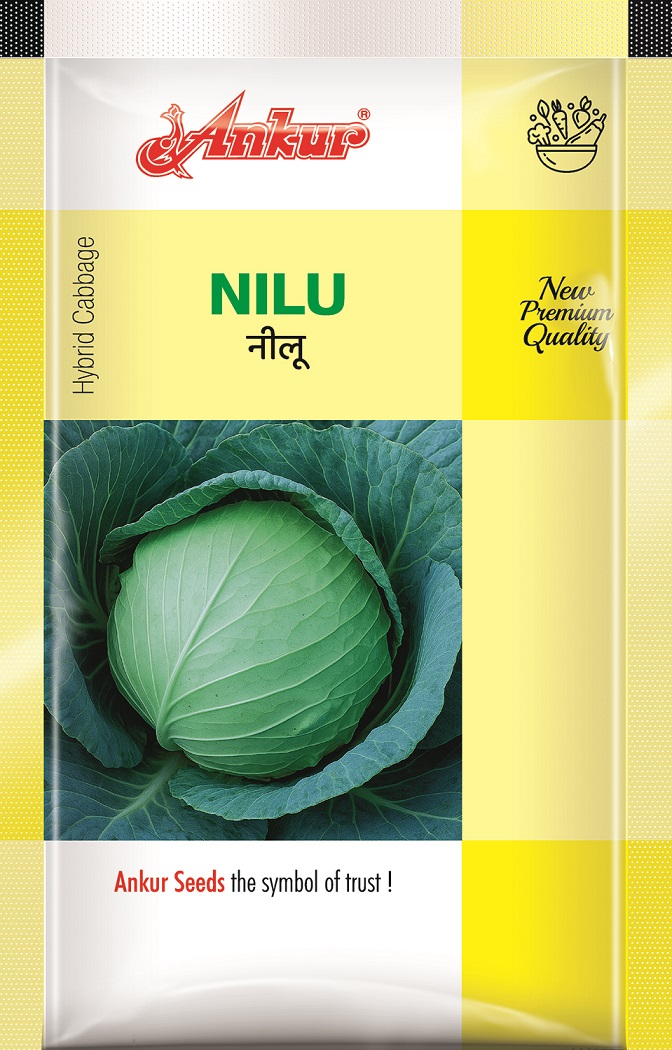 Hy Cabbage Neelu 