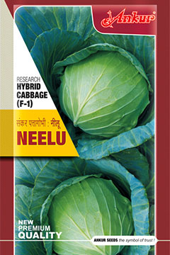 Hy Cabbage Neelu 