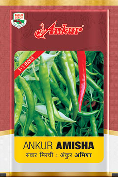 Chilli  Amisha 