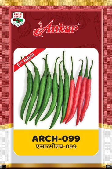 Hy Chilli ARCH - 099 