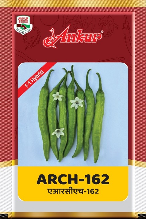 Hy Chilli ARCH - 162 