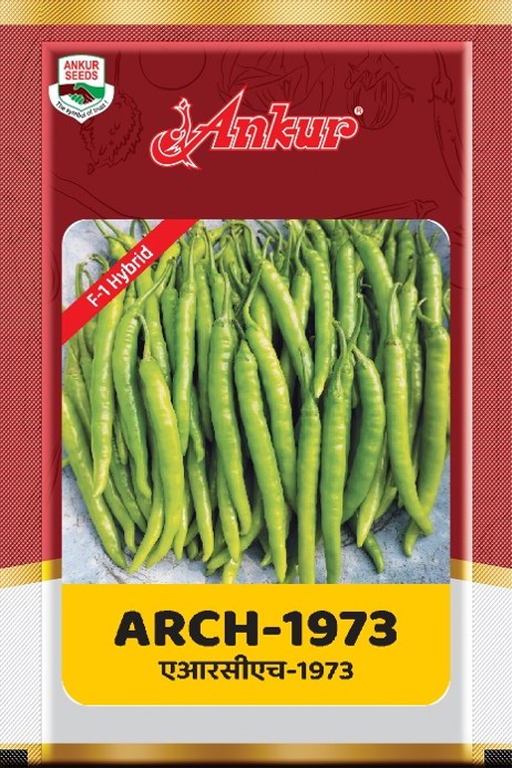 Hy Chilli ARCH - 1973 