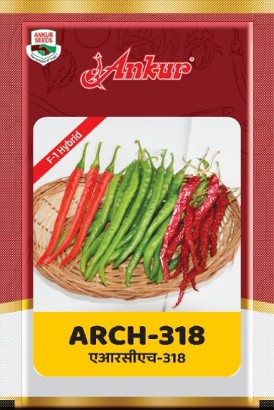 Hy Chilli ARCH - 318 