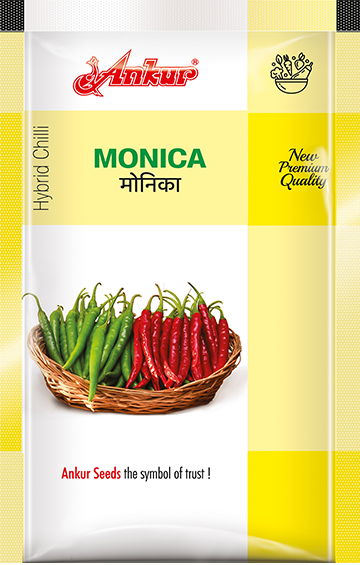Hy Chilli Monica 