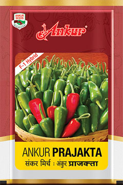 Hy Chilli Prajakta 