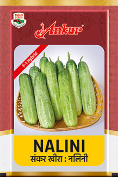 Hy Cucumber Nalini 