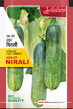 Hy Cucumber Nirali 