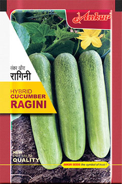 Hy Cucumber Ragini [Green] 
