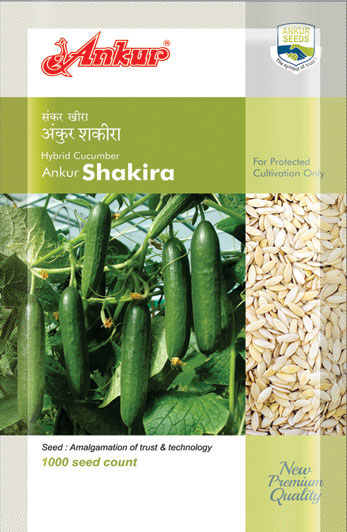 Hy Cucumber Shakira 