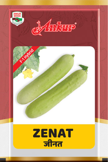 Hy Cucumber Zenat 