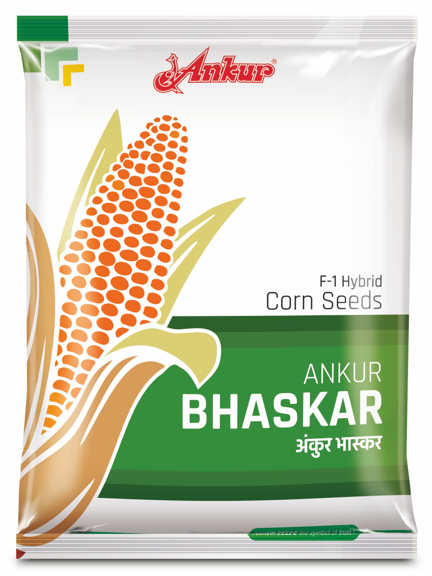 Hy Maize Ankur Bhaskar 
