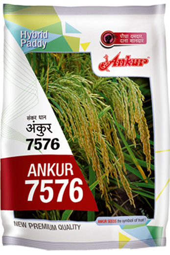 <span>Hybrid</span> Paddy 7576 
