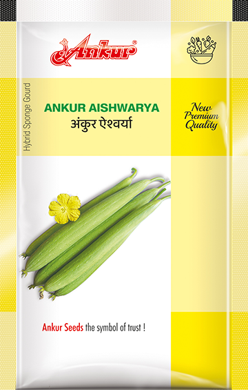 Hy Sponge Gourd  Aishwarya 