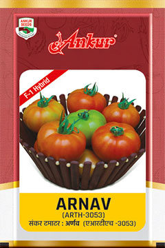 Hy Tomato Arnav 