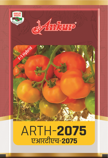 Hy Tomato ARTH 2075 