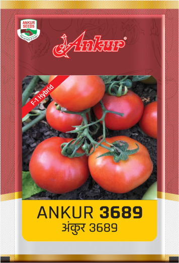 Hy Tomato ARTH 3689 