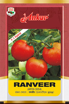 Hy Tomato Ranveer 