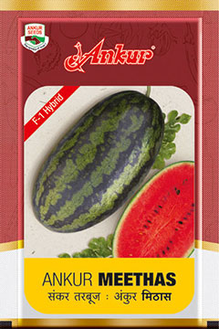 Hy Water Melon Meethas (124) 