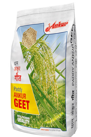 Paddy (Rice)