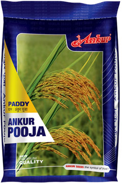 Paddy Pooja 