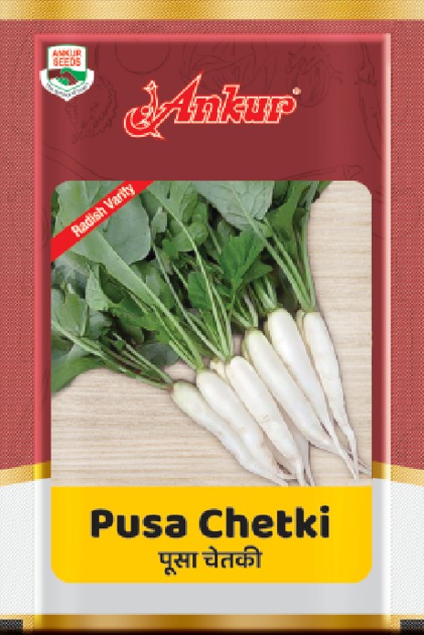 Radish Pusa Chetaki 