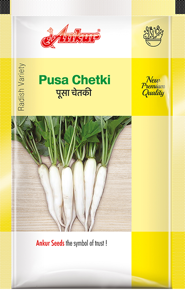 Radish Pusa Chetaki 