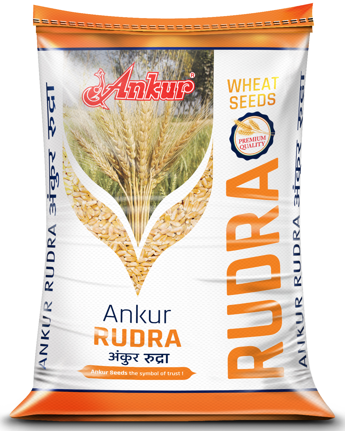 Wheat Ankur Rudra 