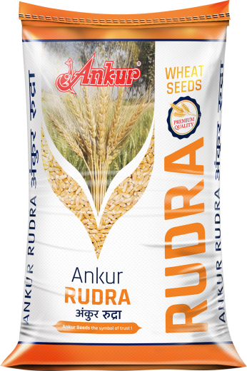 Wheat Ankur Rudra 