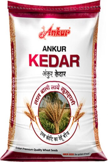 Wheat Kedar 